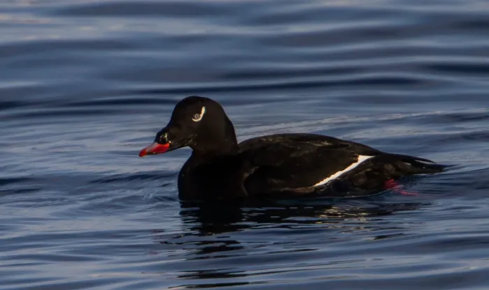 File:Melanitta deglandi -Iceland -swimming-8 (2).jpg