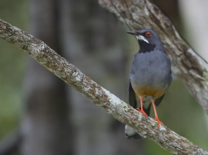 File:Turdus plumbeus -Cuba-8.jpg