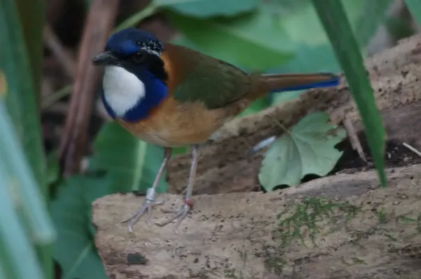 File:ZooZürich - Atelornis pittoides.JPG