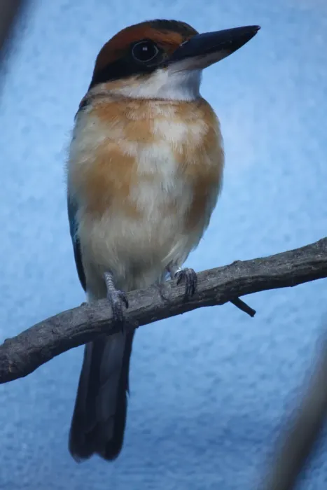 File:GuamMicronesianKingfisher TodiramphusCinnamominusCinnamominus.jpg