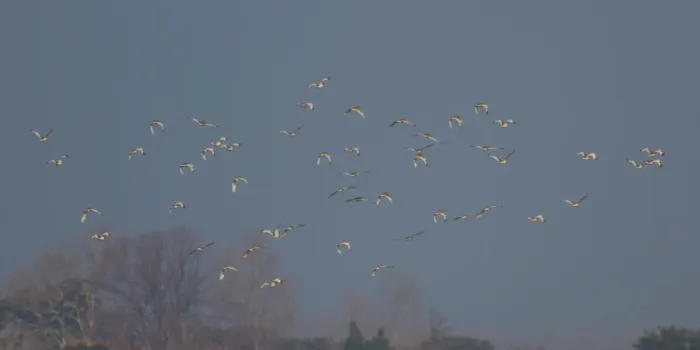 File:Little Bustard (Tetrax tetrax) (8520158525).jpg
