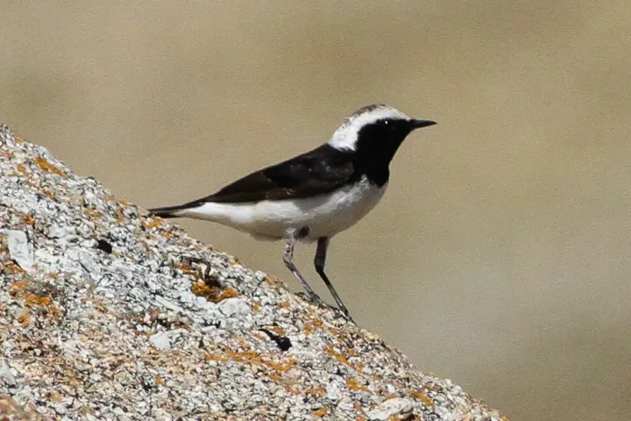 File:Pied Wheatear (Oenanthe pleschanka) (8079431820).jpg