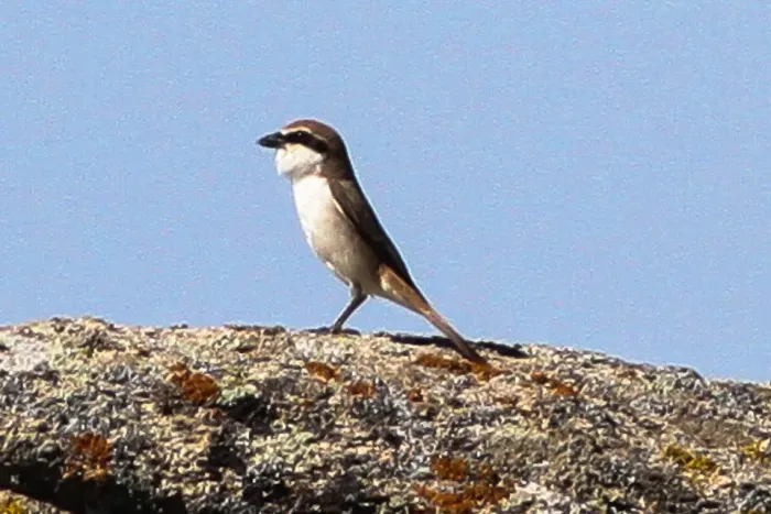 File:Turkestan Shrike (Lanius phoenicuroides) (8079448079).jpg