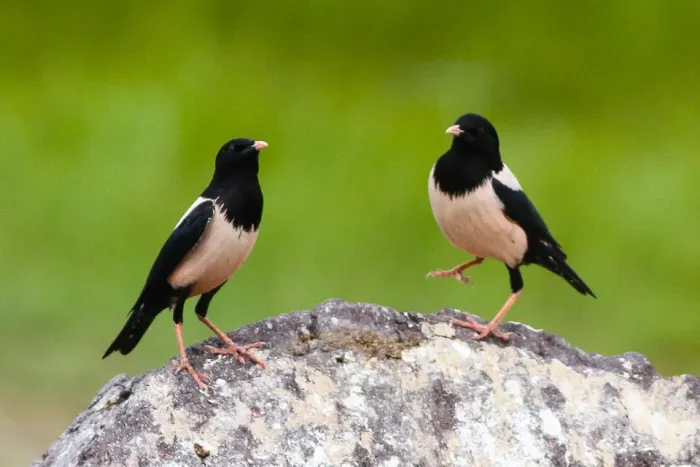 File:Rosy Starling (Pastor roseus) (8079444740).jpg