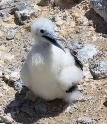 File:Frigatebird Fledging (Fregata aquila) (8514584689).jpg