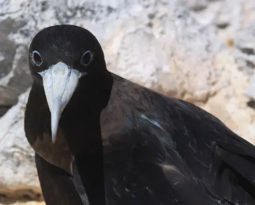 File:Female Frigatebird (Fregata aquila) (8515652122).jpg