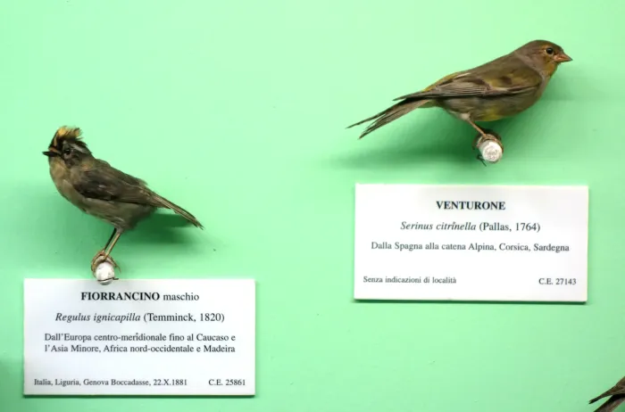 File:Regulus ignicapilla (male) and Carduelis citrinella (Serinus citrinella) - Museo Civico di Storia Naturale Giacomo Doria - Genoa, Italy - DSC03083.JPG