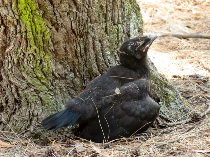 File:Corcorax melanorhamphos (12255032163).jpg