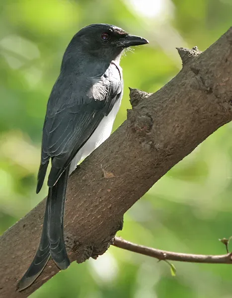 File:White-bellied Drongo (Dicrurus caerulescens) at Sindhrot near Vadodara, Gujrat Pix 069.jpg