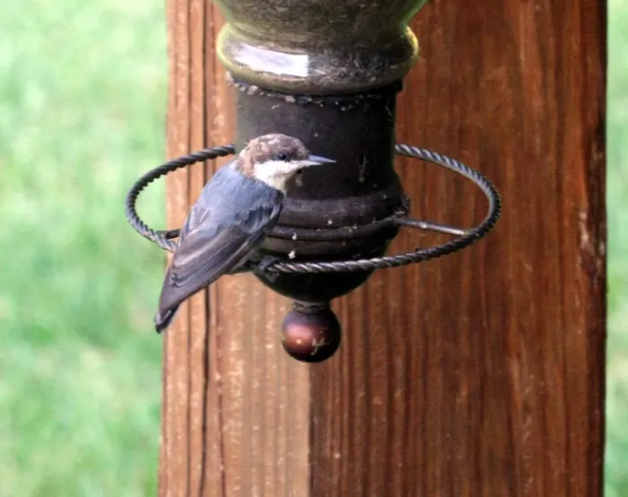 File:Brown Headed Nuthatch (Sitta pusilla0.jpg