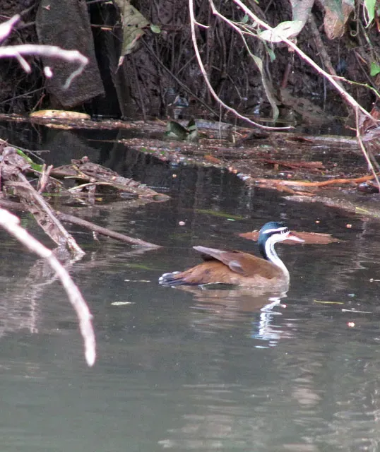 File:Heliornis fulica, a Sungrebe. (9013835076).jpg