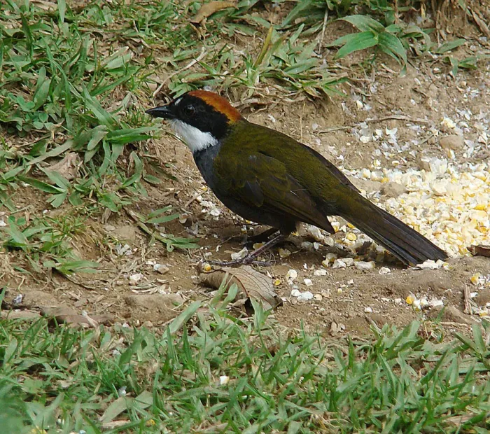 File:Buarremon brunneinucha, the Chestnut-capped Bush-finch (8992936916).jpg