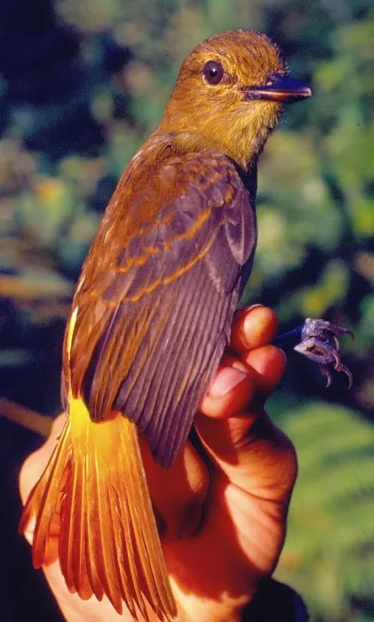 File:Attila spadiceus (Bright-rumped Attila) (15151344515).jpg