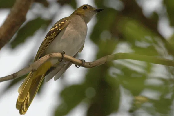 File:Nicator chloris in Semuliki National Park.jpg