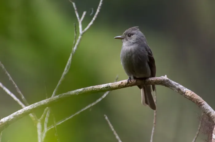 File:Contopus fumigatus, Smoke-colored Pewee.jpg