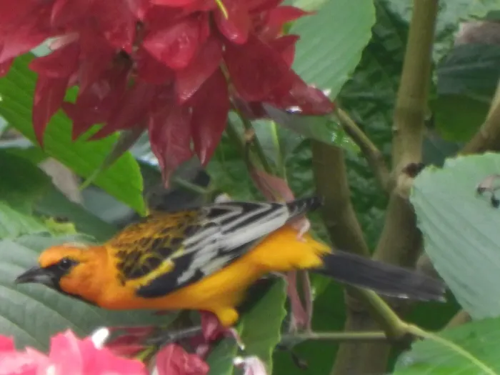 File:Icterus bullockii 2.JPG