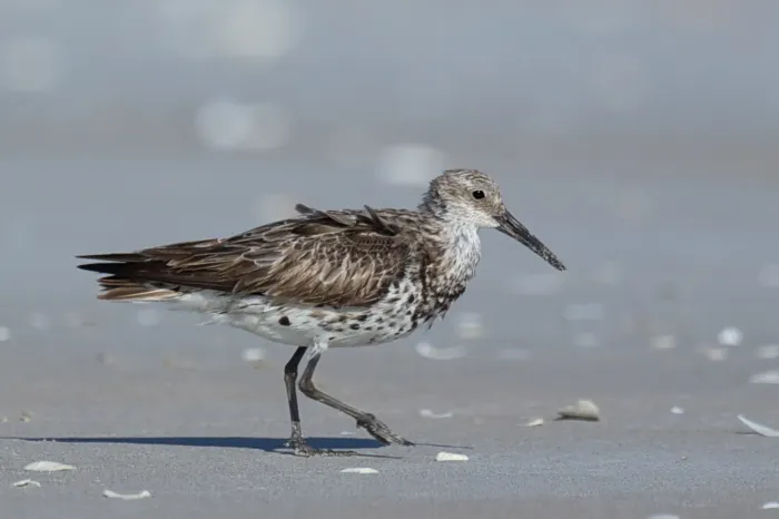 File:Calidris tenuirostris - Great Knot.jpg