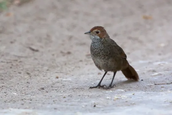 File:Dasyornis broadbenti - Rufous Bristlebird.jpg