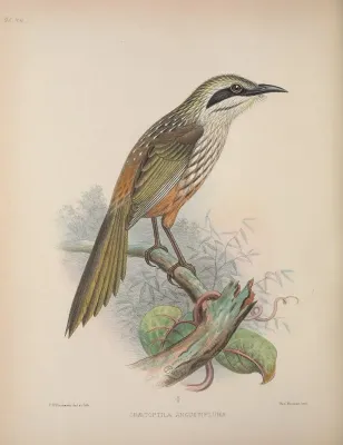 File:Chaetoptila angustipluma AvesHawaiienses00Wils 0238.jpg