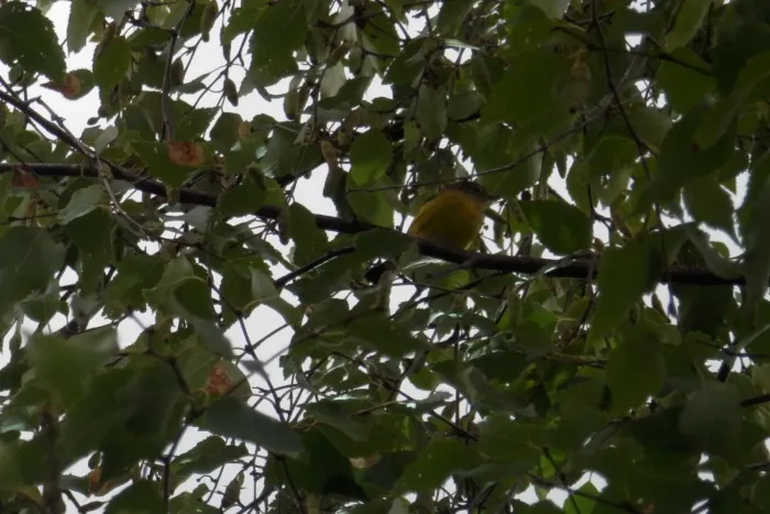 File:Magnolia warbler (Setophaga magnolia) - Saskatoon.jpg