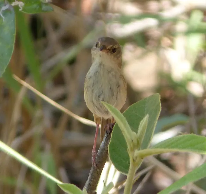 File:Red-backed Fairy-wren. Female. Malurus melanocephalus. (15200709433).jpg