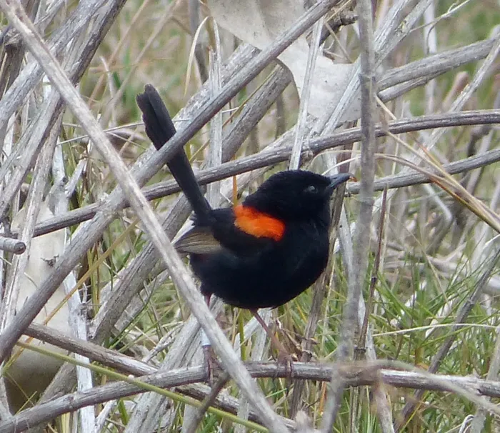 File:Red-backed Fairy-wren. Male. Malurus melanocephalus. (15635305820).jpg