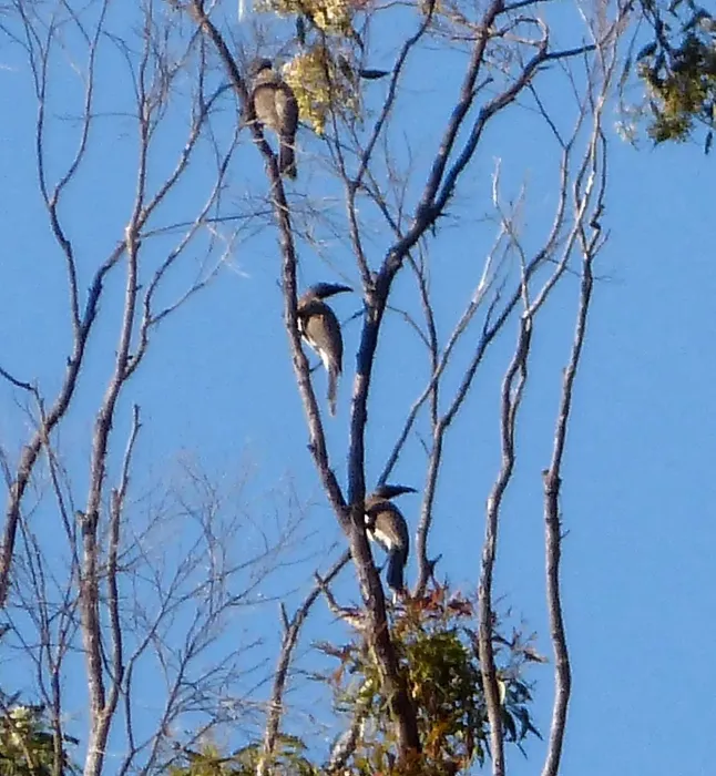 File:Noisy Friarbirds. Philemon corniculatus (15184307623).jpg