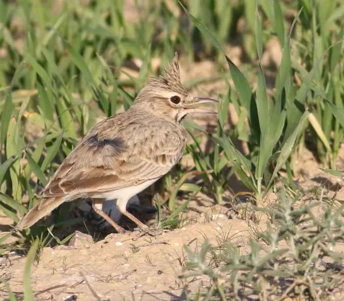 File:Galerida cristata 21, Israel.jpg