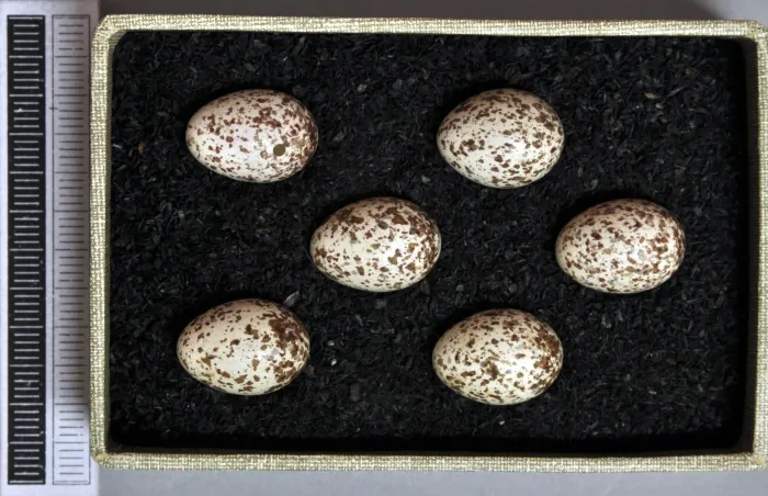 File:Phylloscopus sibilatrix MWNH 1671.JPG