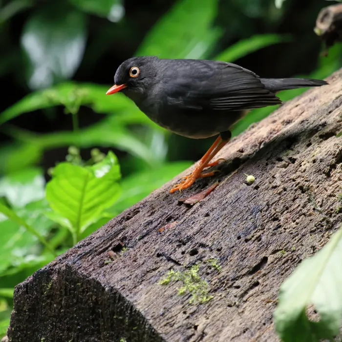 File:Catharus fuscater Santa Elena 2.JPG