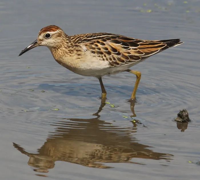 File:Calidris acuminata (s2).JPG