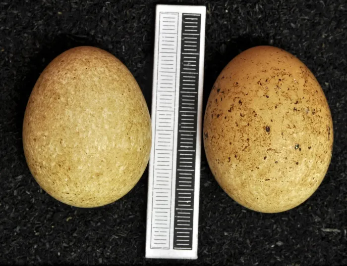 File:Falco eleonorae MWNH 0712.JPG