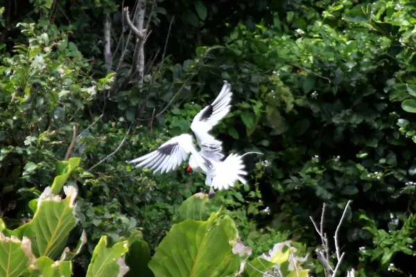File:Red-billed tropicbird (Phaethon aethereus mesonauta) landing.jpg