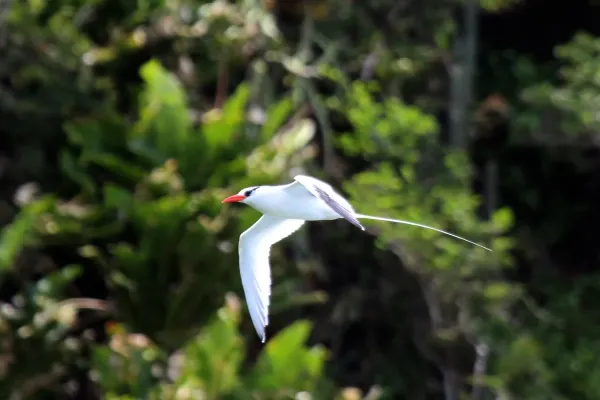 File:Red-billed tropicbird (Phaethon aethereus mesonauta) in flight.jpg