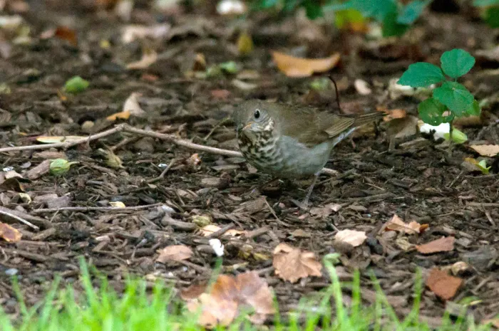 File:Catharus minimus, Boston, Massachusetts 3.jpg