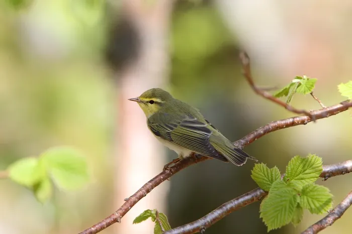 File:Bøksanger - Wood Warbler (Phylloscopus sibilatrix).JPG