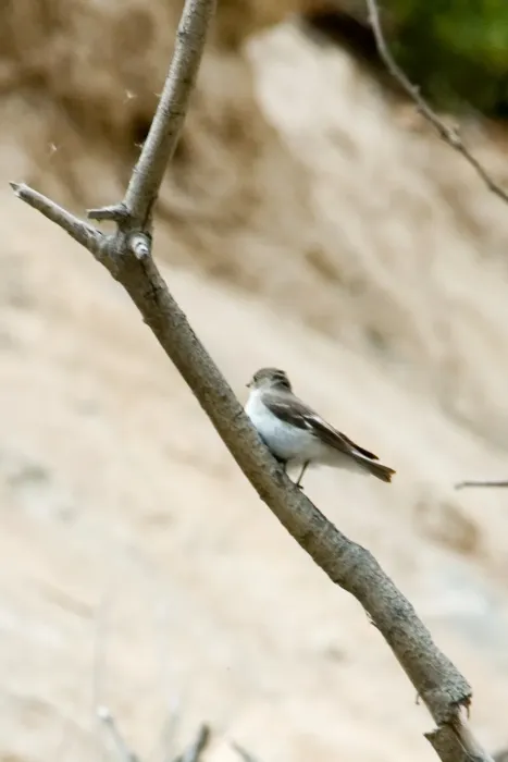 File:Semi-collared flycatcher Ficedula semitorquata (3497826766).jpg