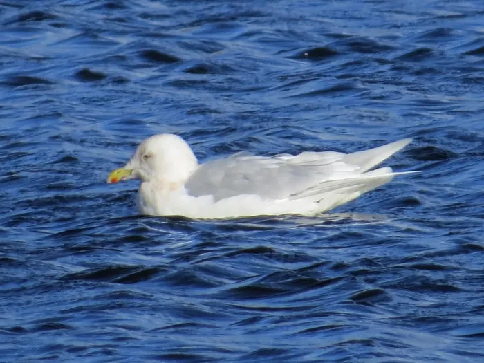 File:Adult Larus glaucoides, Swallow Pond 1.jpg