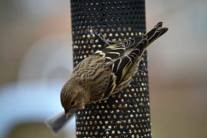 File:Pine Siskin (Spinus pinus) (15707054559).jpg