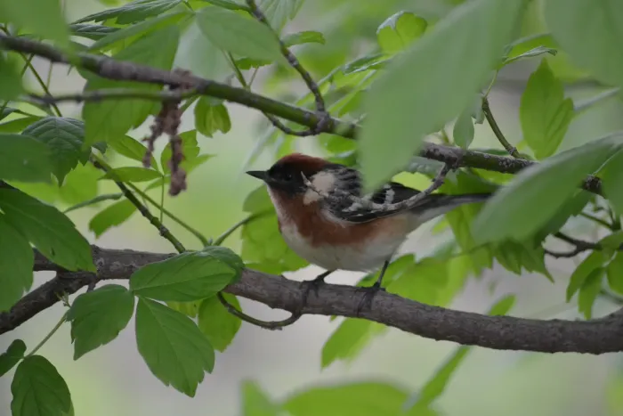 File:Bay-breasted Warbler (Setophaga castanea) (14023088390).jpg