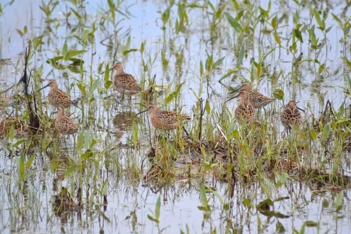 File:Long-billed Dowitchers (Limnodromus scolopaceus) (14201976745).jpg