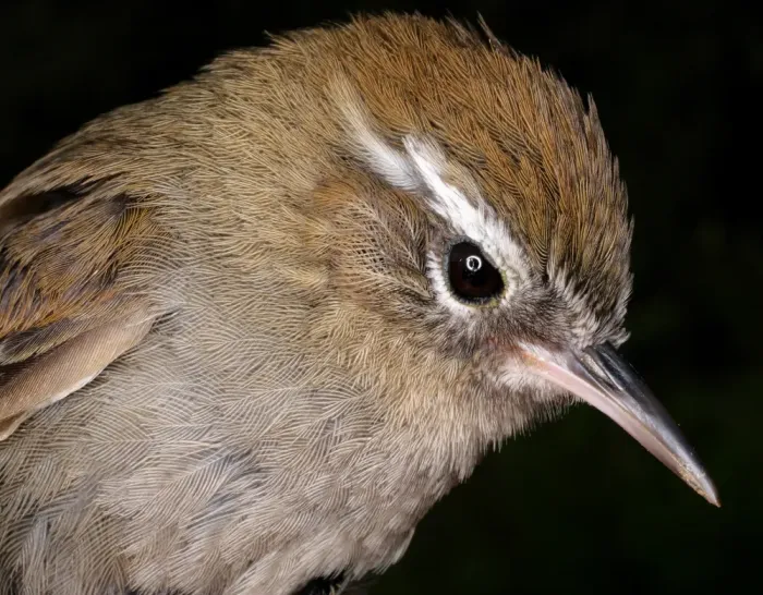 File:Hellmayrea gularis brunneidorsalis (15014407154).jpg