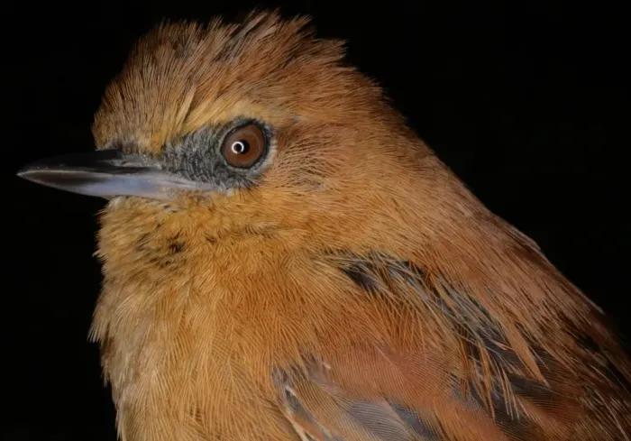 File:Synallaxis unirufa munoztebari (15632485011).jpg