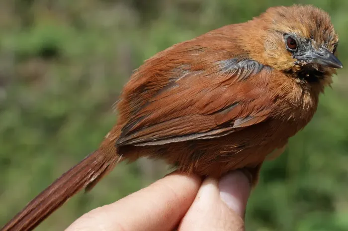 File:Synallaxis unirufa munoztebari (15611439916).jpg