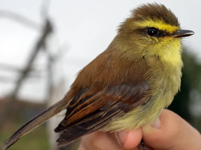 File:Silvicultrix diadema rubellula (15448523259).jpg