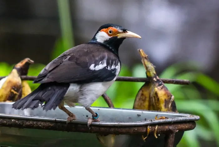 File:Javan Pied Myna (Gracupica jalla) on feeder, Gembira Loka Zoo, Yogyakarta, 2015-03-15.jpg