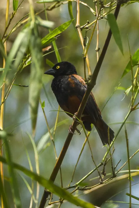 File:Chestnut-and-black Weaver (Ploceus castaneofuscus) - Kakum, Ghana 14 S4E1561.jpg