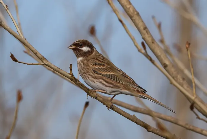 File:Pine Bunting (Emberiza leucocephalos) - Цагааншанаат хөмрөг (15617685422).jpg