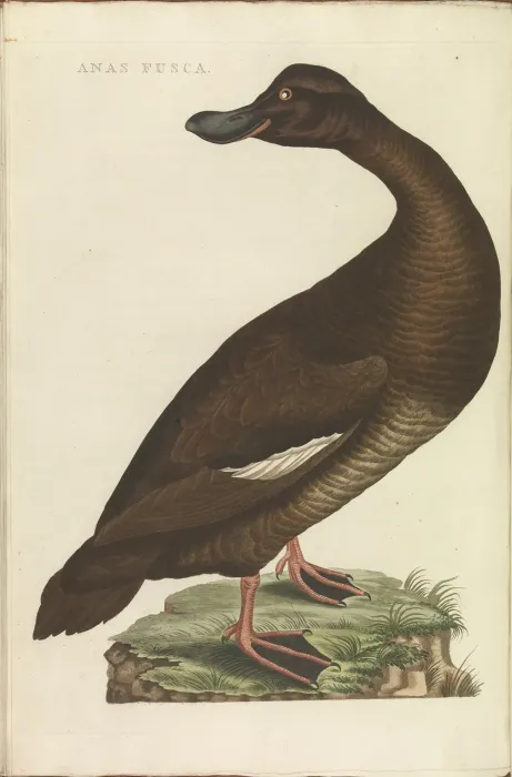 File:Nederlandsche vogelen (KB) - Melanitta fusca (330b).jpg