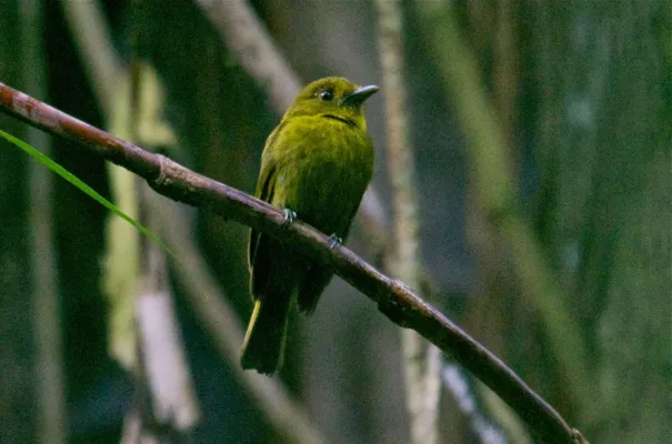 File:Sapayoa aenigma, Nusagandi, Panama.jpg